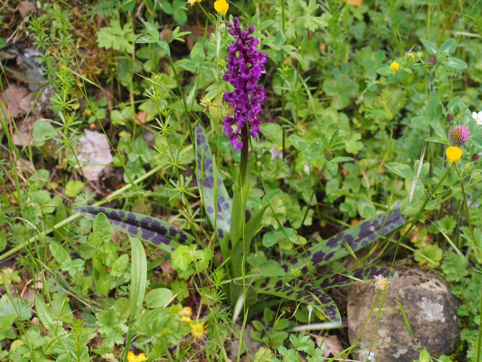 Orchid, Early Purple